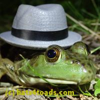/home//u458753944/public_html/sourcegallery//Frogs/More bullfrogs/P7010217.JPG